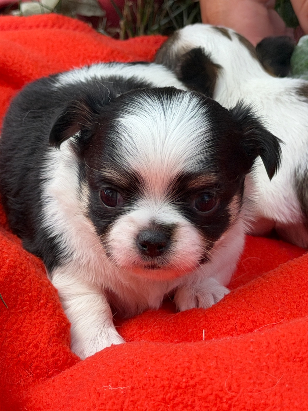 du moulin de madjurie - Chiots disponibles - Chihuahua