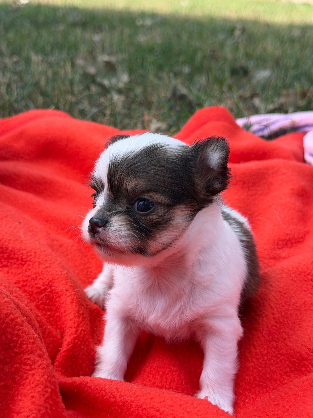 du moulin de madjurie - Chiots disponibles - Chihuahua