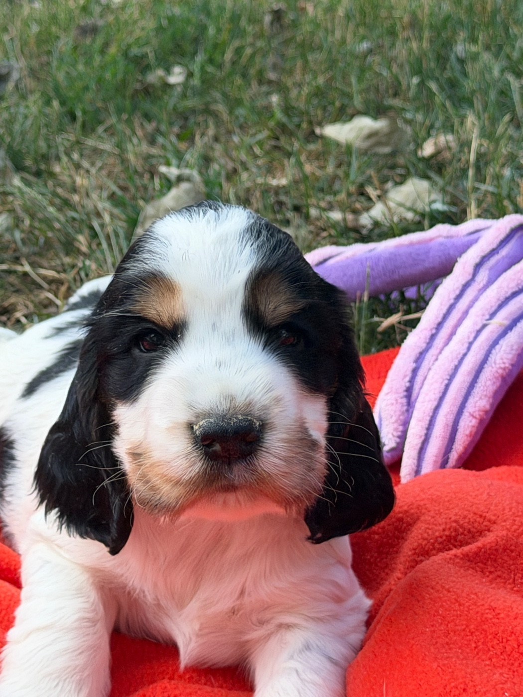 du moulin de madjurie - Chiots disponibles - Cocker Spaniel Anglais