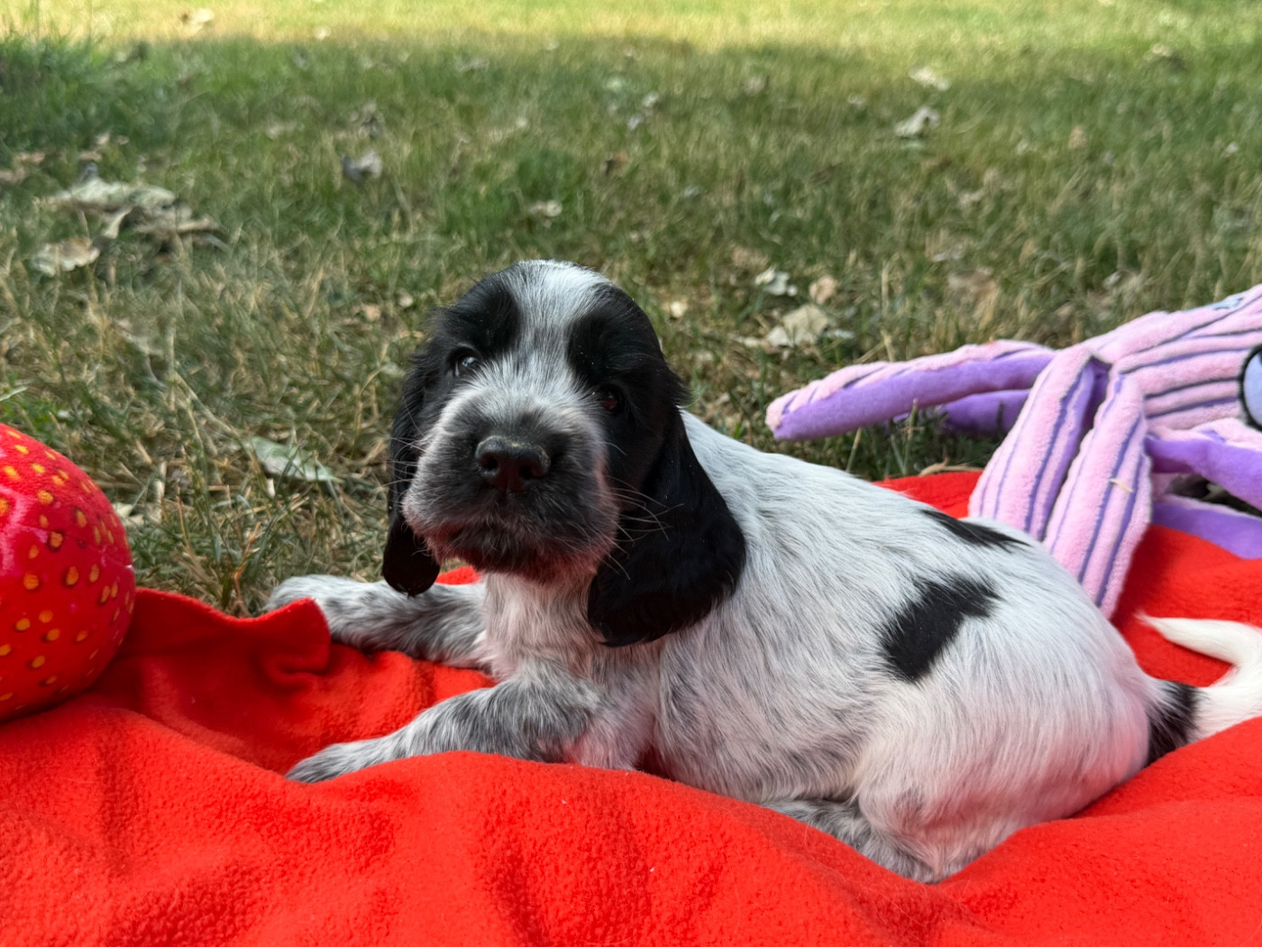 du moulin de madjurie - Chiots disponibles - Cocker Spaniel Anglais