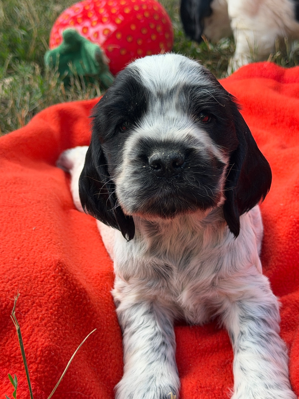 du moulin de madjurie - Chiots disponibles - Cocker Spaniel Anglais