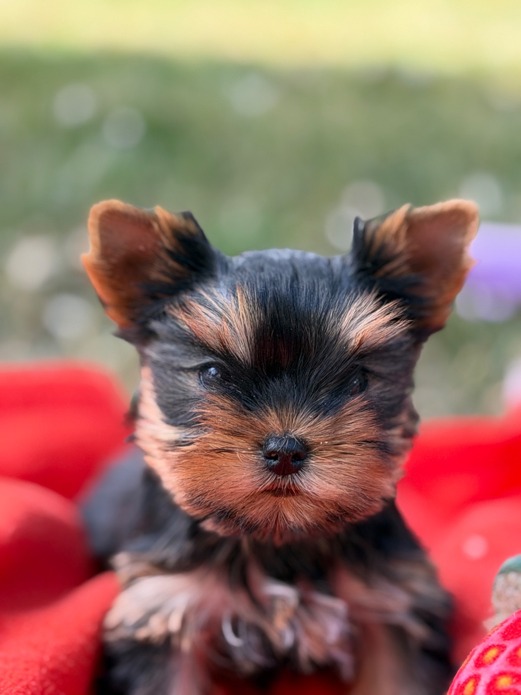 du moulin de madjurie - Chiots disponibles - Yorkshire Terrier