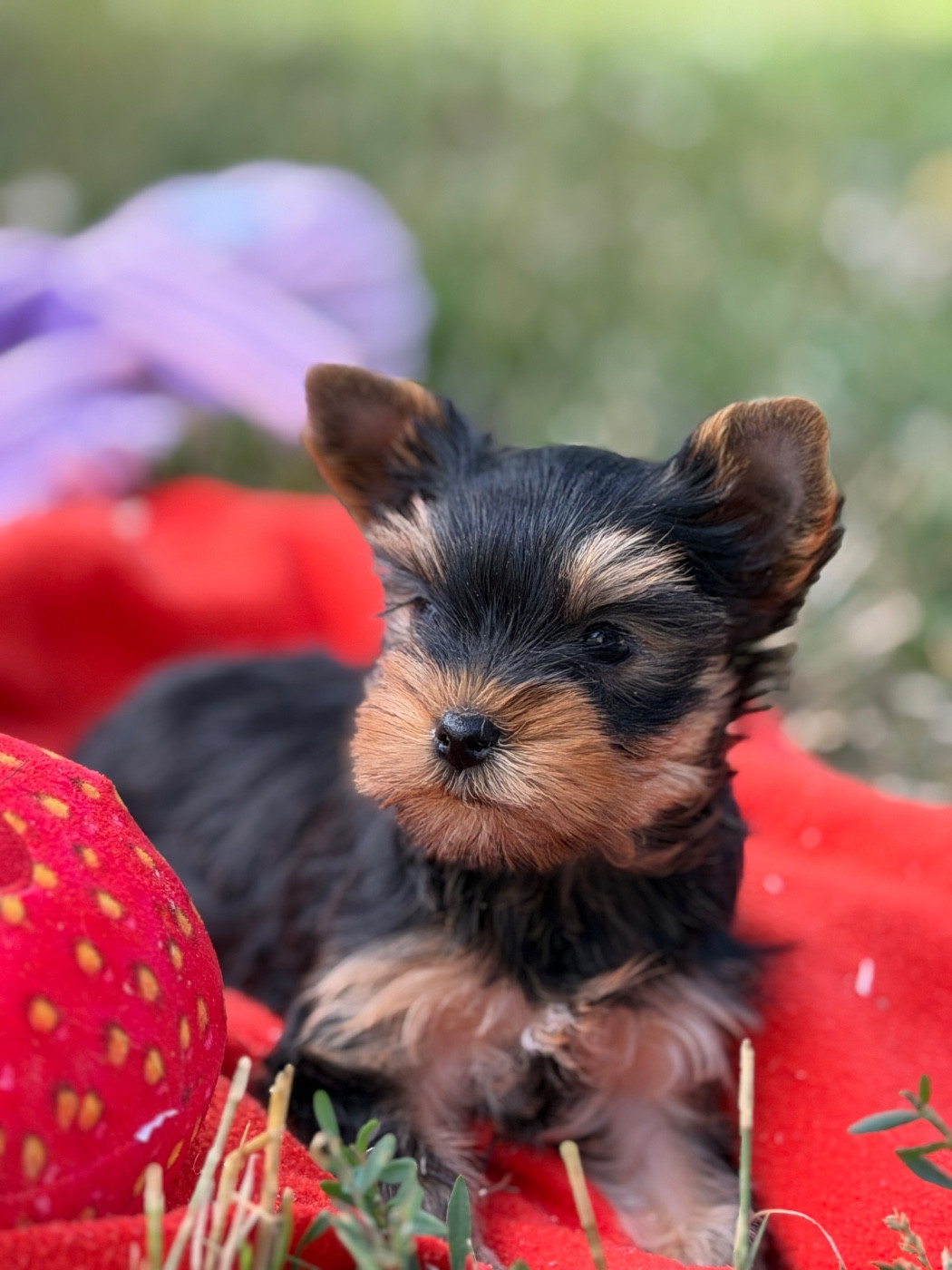 du moulin de madjurie - Chiots disponibles - Yorkshire Terrier