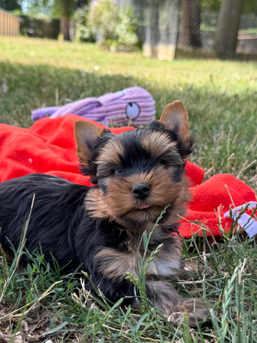 du moulin de madjurie - Chiots disponibles - Yorkshire Terrier
