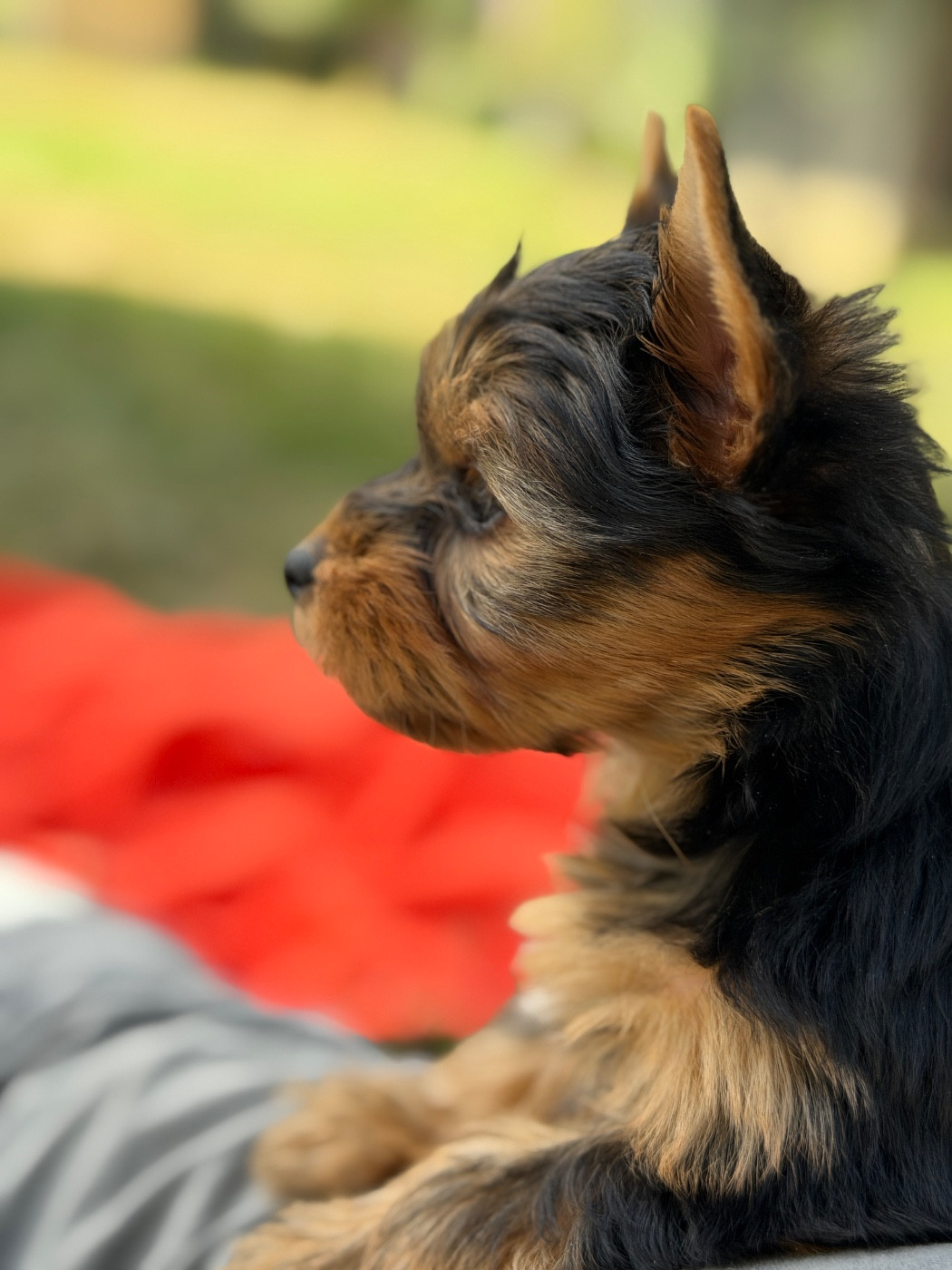 du moulin de madjurie - Chiots disponibles - Yorkshire Terrier