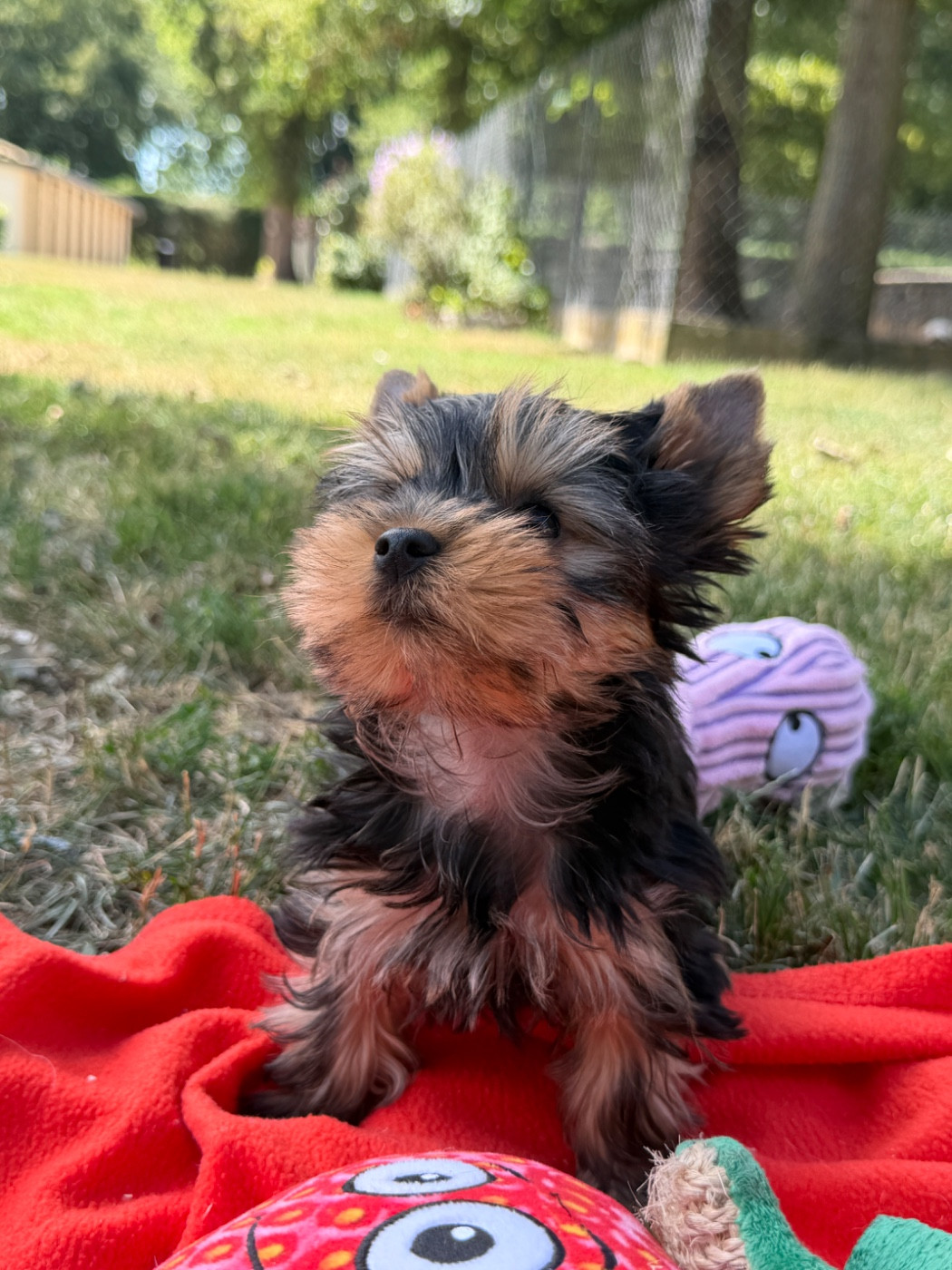 du moulin de madjurie - Chiots disponibles - Yorkshire Terrier