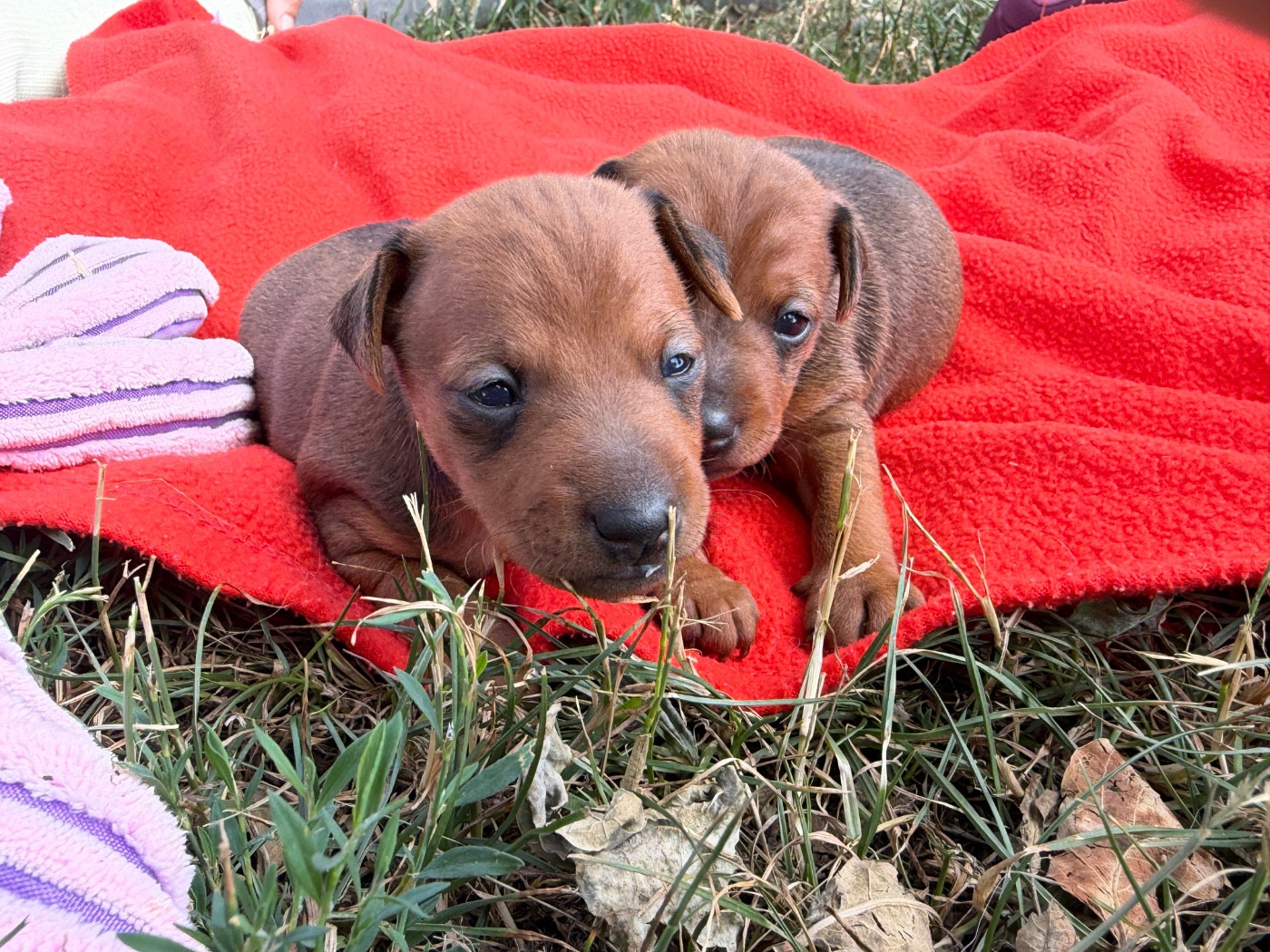du moulin de madjurie - Chiots disponibles - Pinscher nain