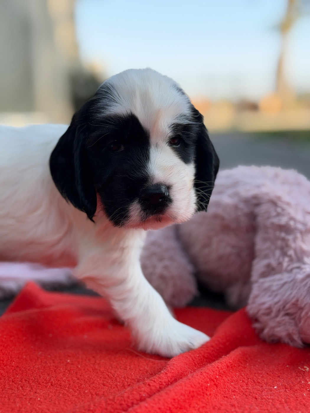 du moulin de madjurie - Chiots disponibles - Cocker Spaniel Anglais