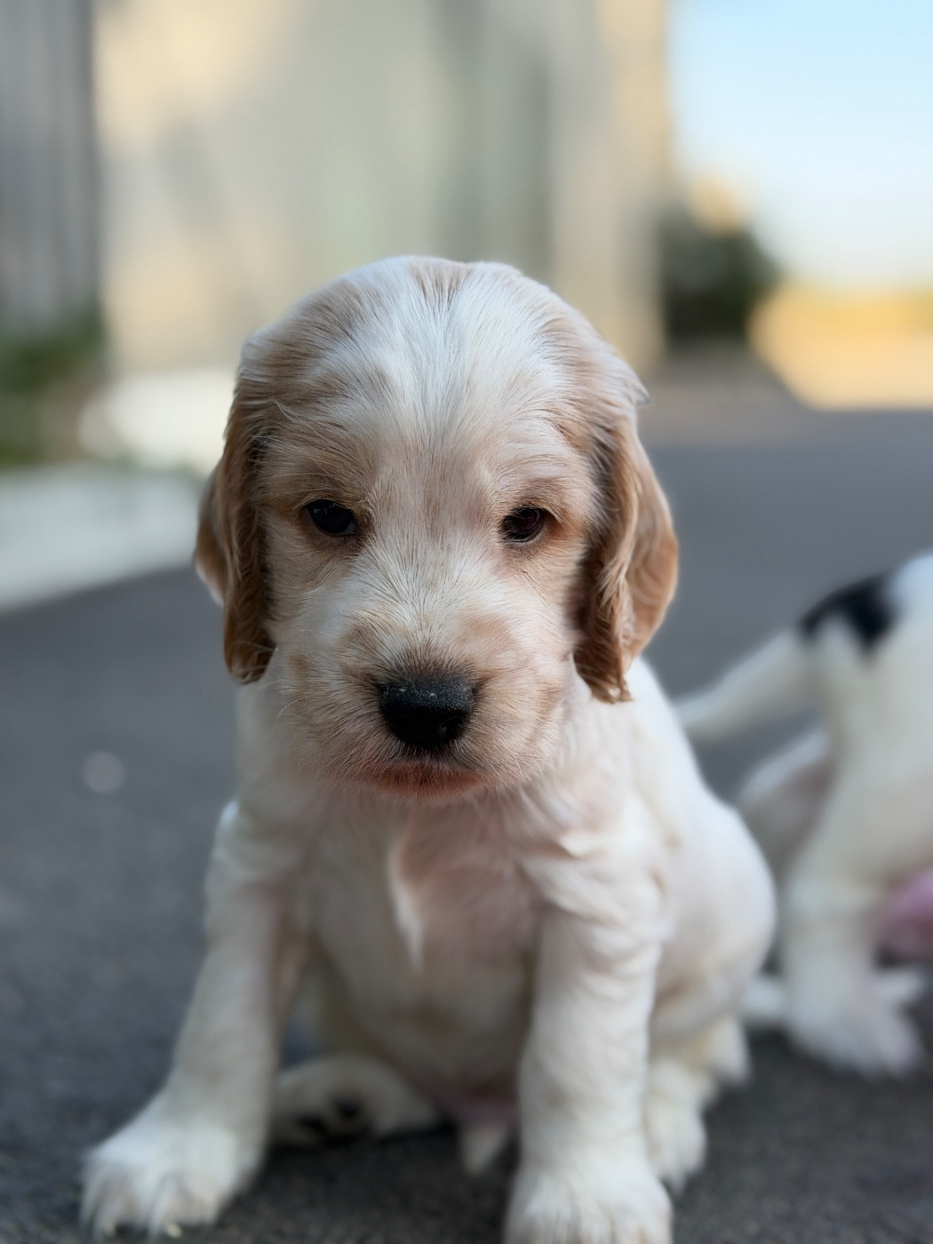 du moulin de madjurie - Chiots disponibles - Cocker Spaniel Anglais