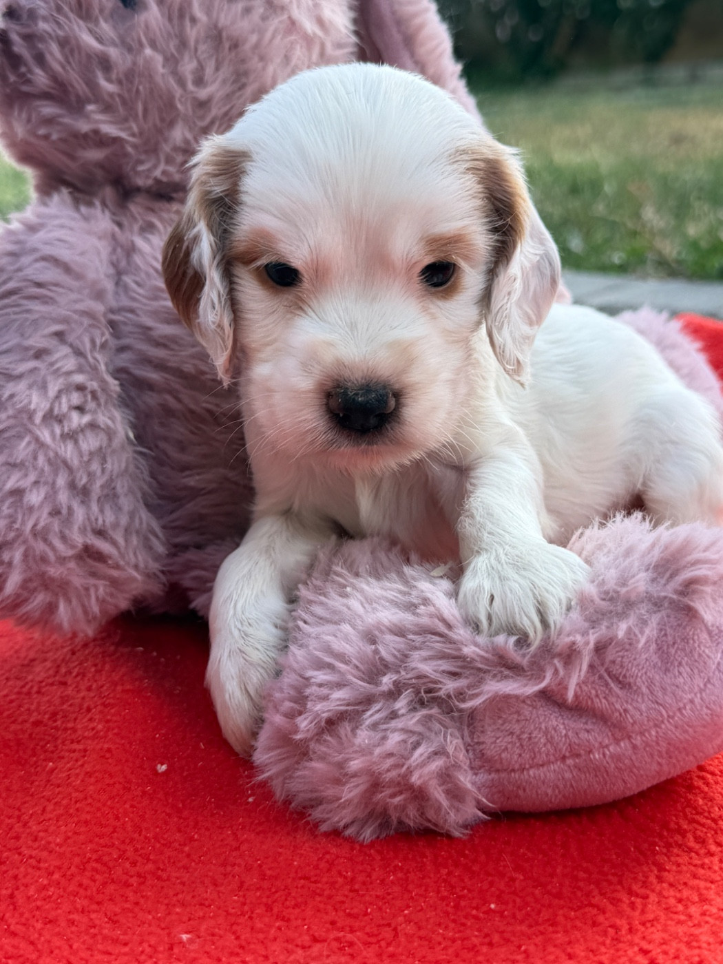 du moulin de madjurie - Chiots disponibles - Cocker Spaniel Anglais