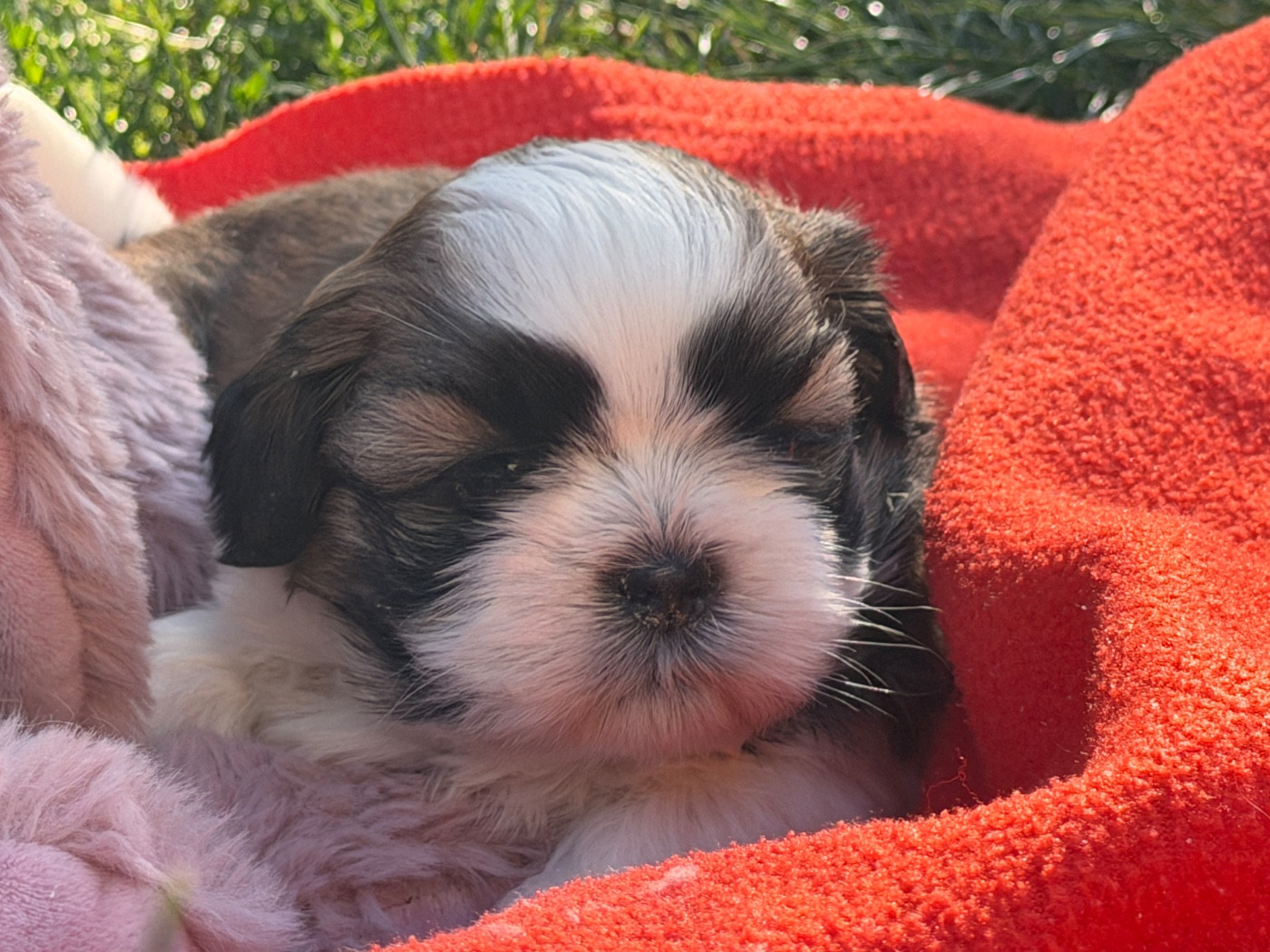du moulin de madjurie - Chiots disponibles - Shih Tzu