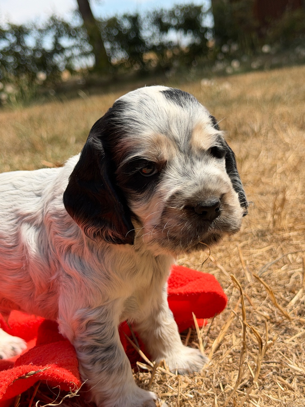 du moulin de madjurie - Chiots disponibles - Cocker Spaniel Anglais