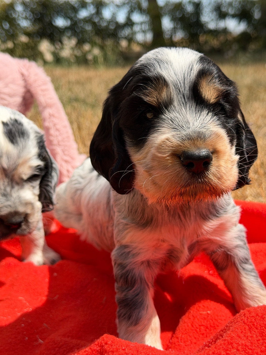 du moulin de madjurie - Chiots disponibles - Cocker Spaniel Anglais