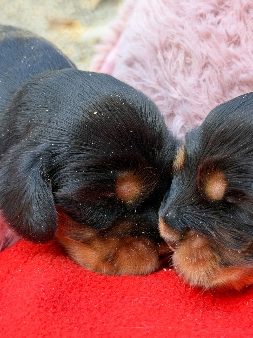 du moulin de madjurie - Chiots disponibles - Cocker Spaniel Anglais