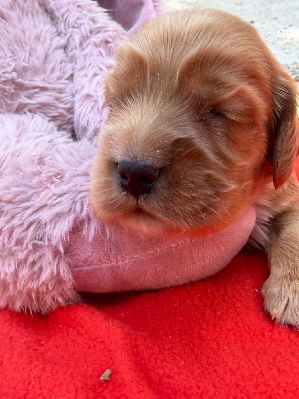 du moulin de madjurie - Chiots disponibles - Cocker Spaniel Anglais
