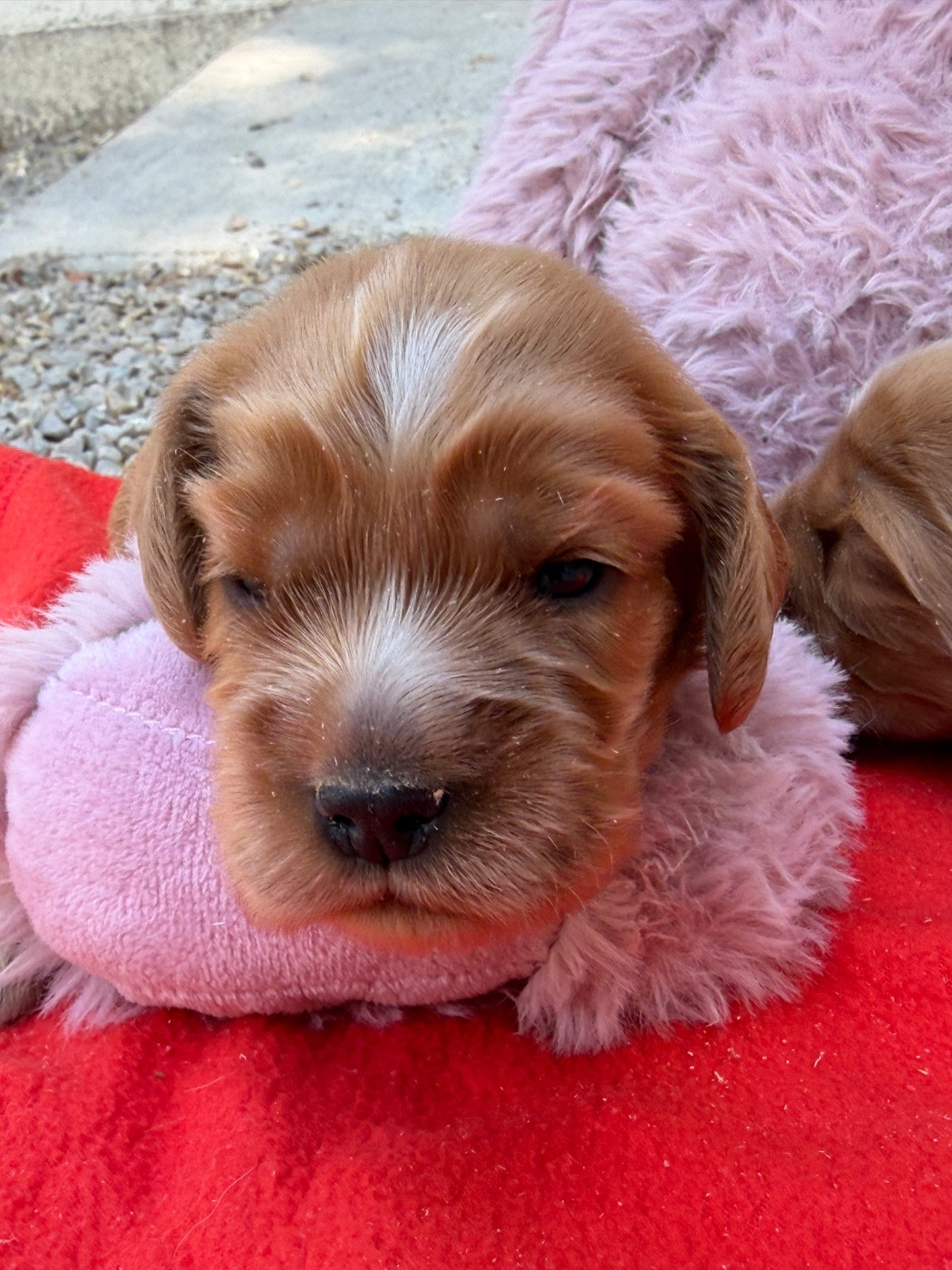 du moulin de madjurie - Chiots disponibles - Cocker Spaniel Anglais