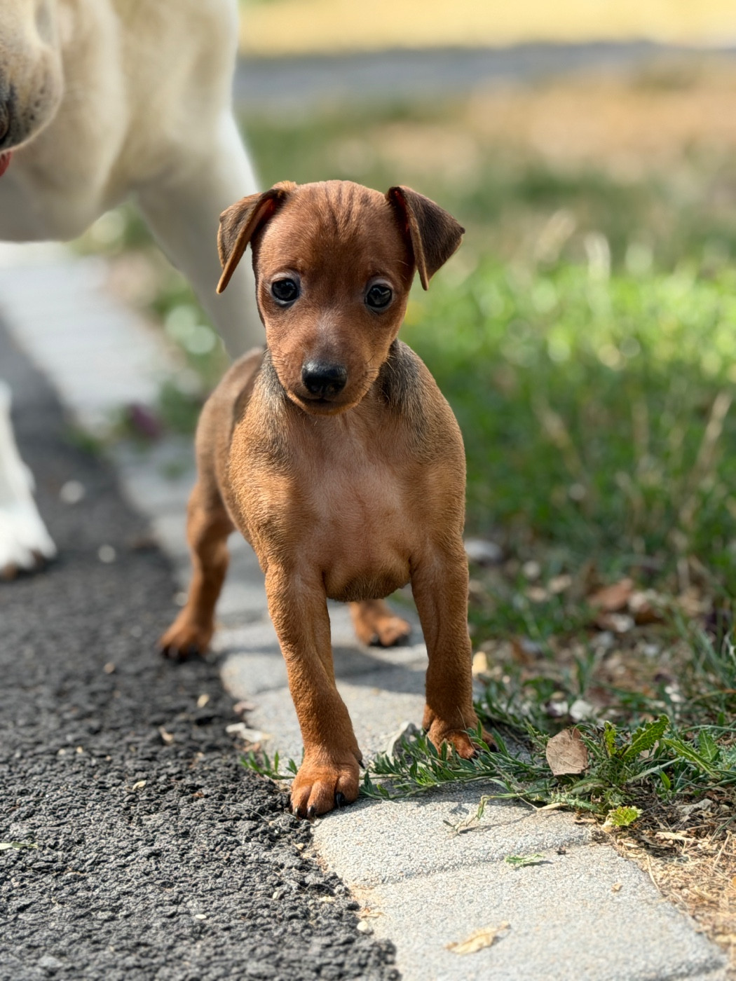 du moulin de madjurie - Chiots disponibles - Pinscher nain