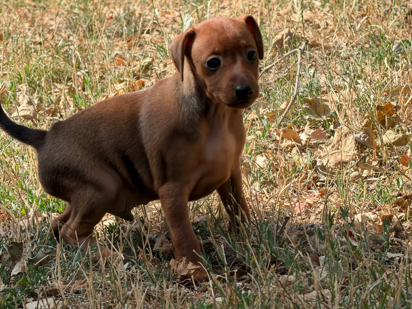 du moulin de madjurie - Chiots disponibles - Pinscher nain