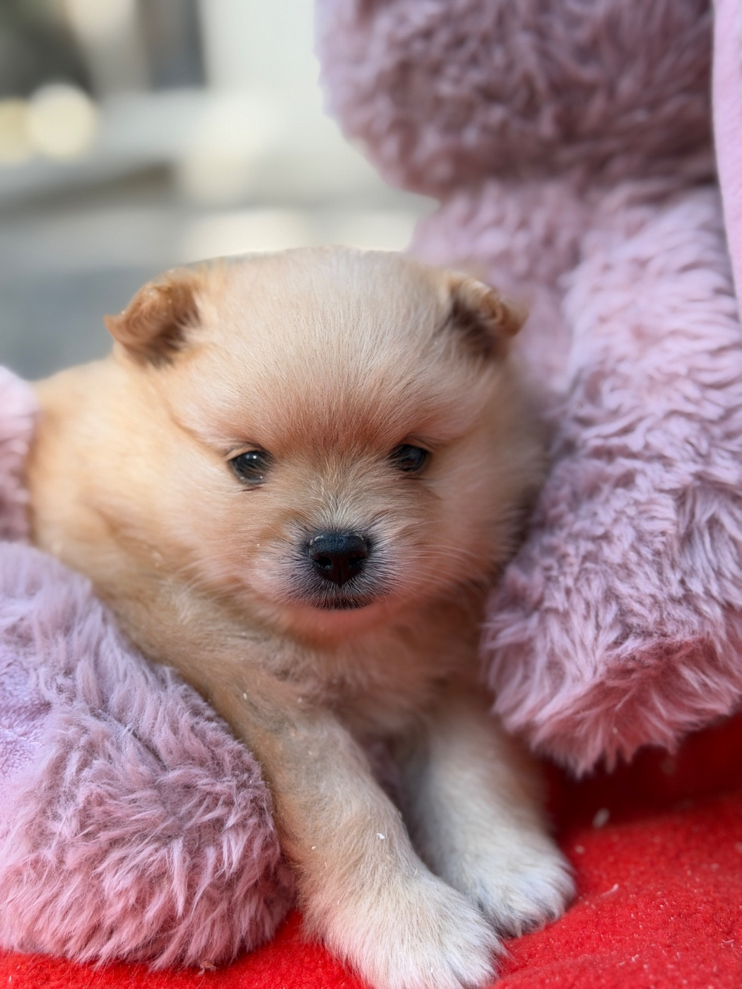 du moulin de madjurie - Chiots disponibles - Spitz allemand