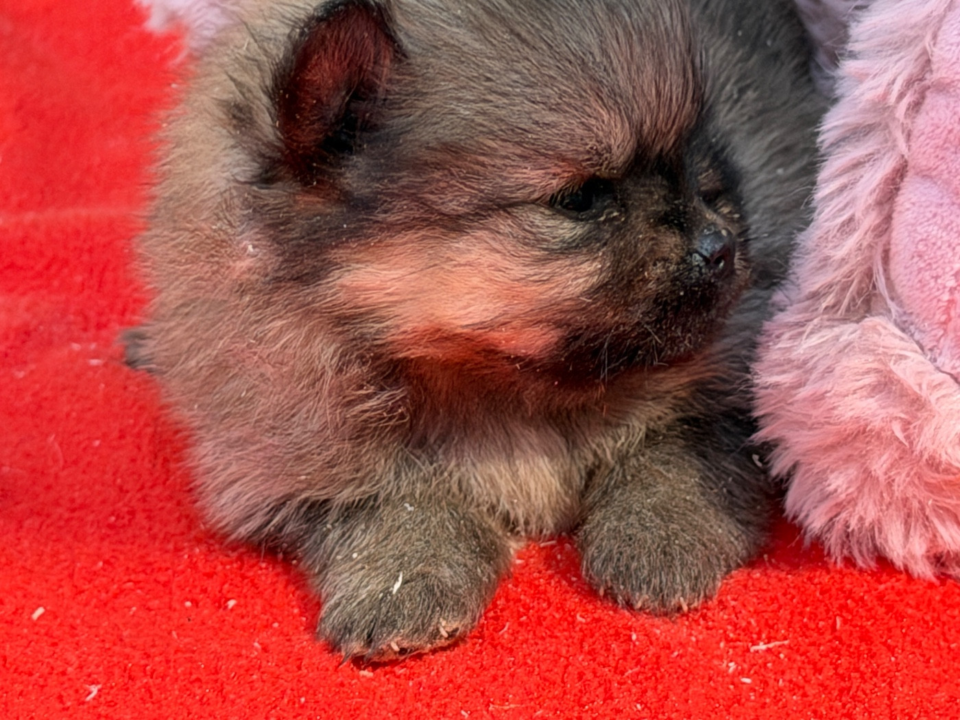 du moulin de madjurie - Chiots disponibles - Spitz allemand