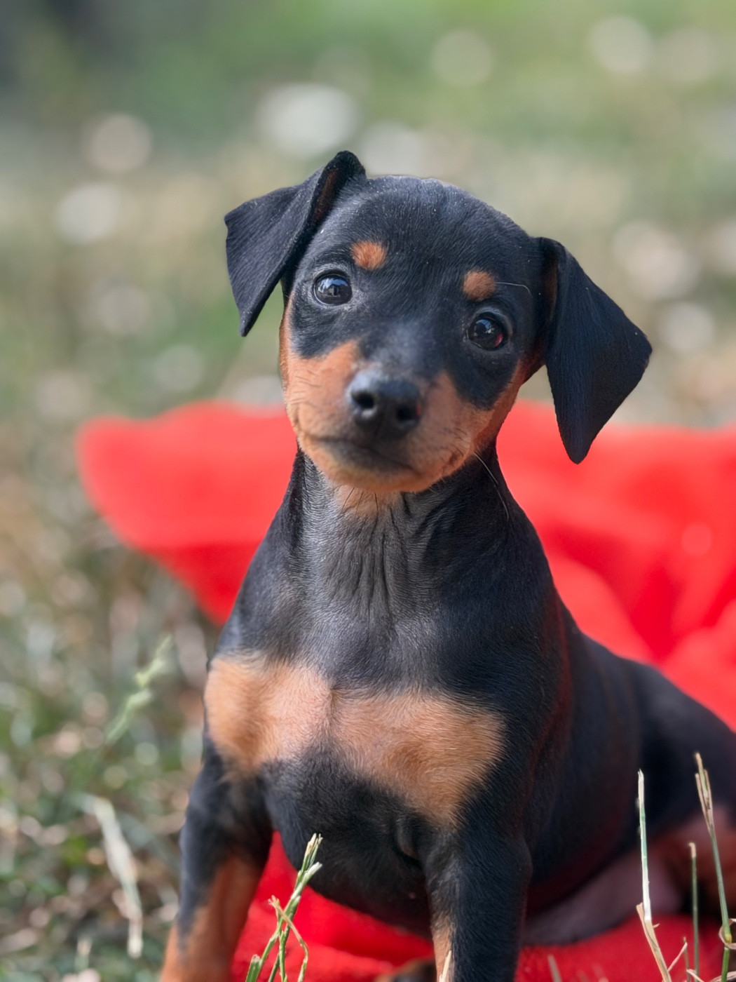 du moulin de madjurie - Chiots disponibles - Pinscher nain