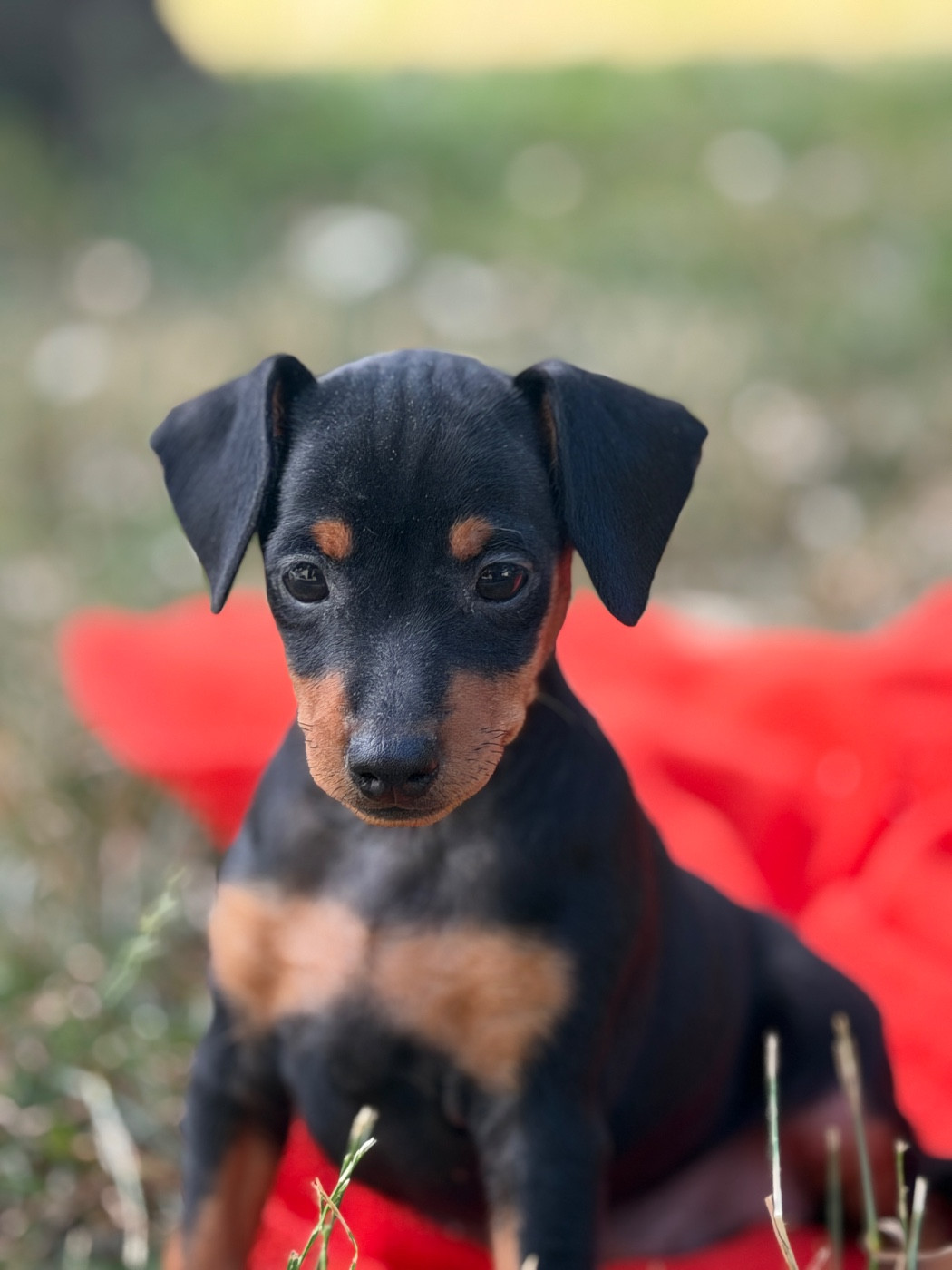 du moulin de madjurie - Chiots disponibles - Pinscher nain