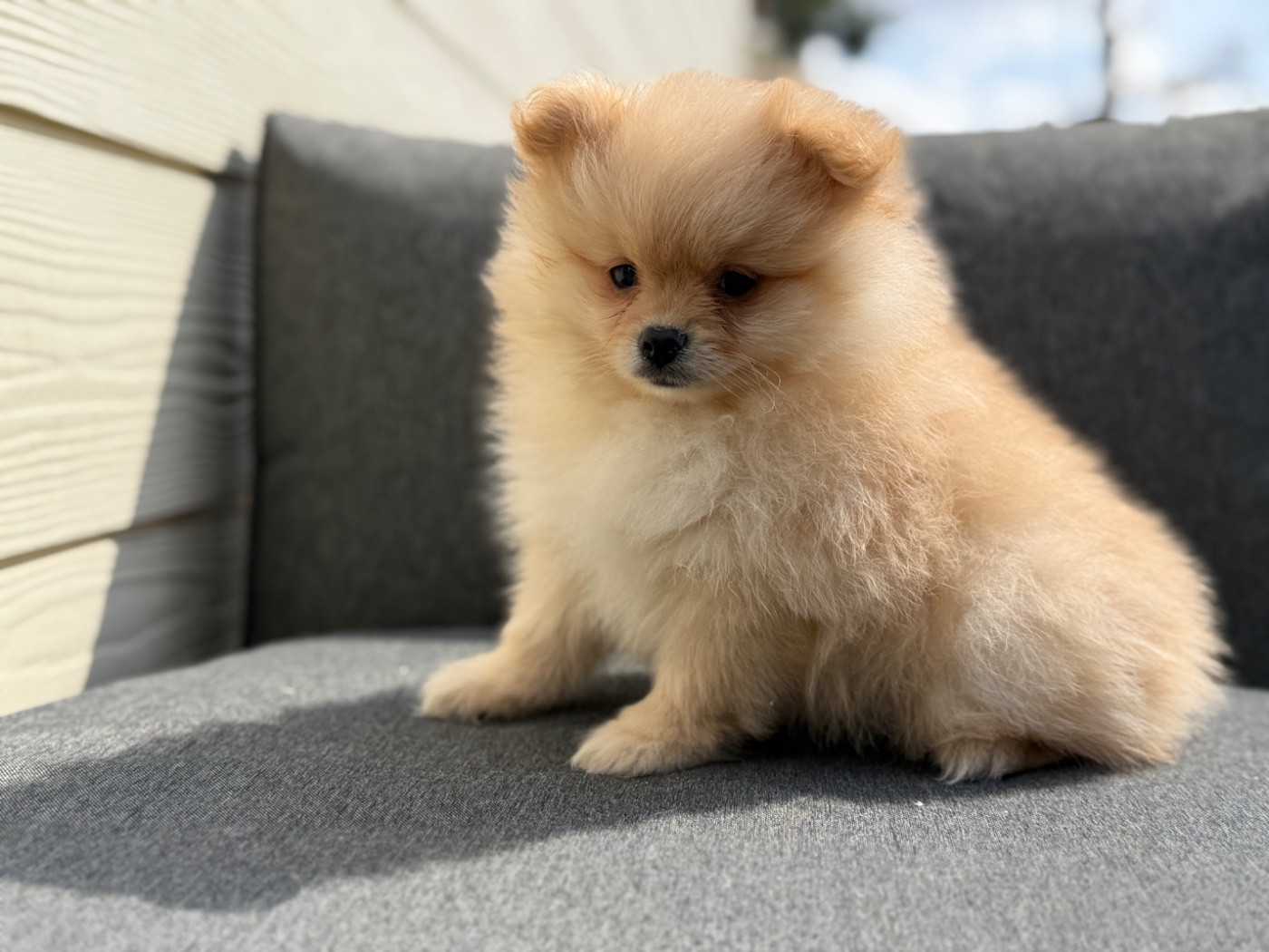 du moulin de madjurie - Chiots disponibles - Spitz allemand