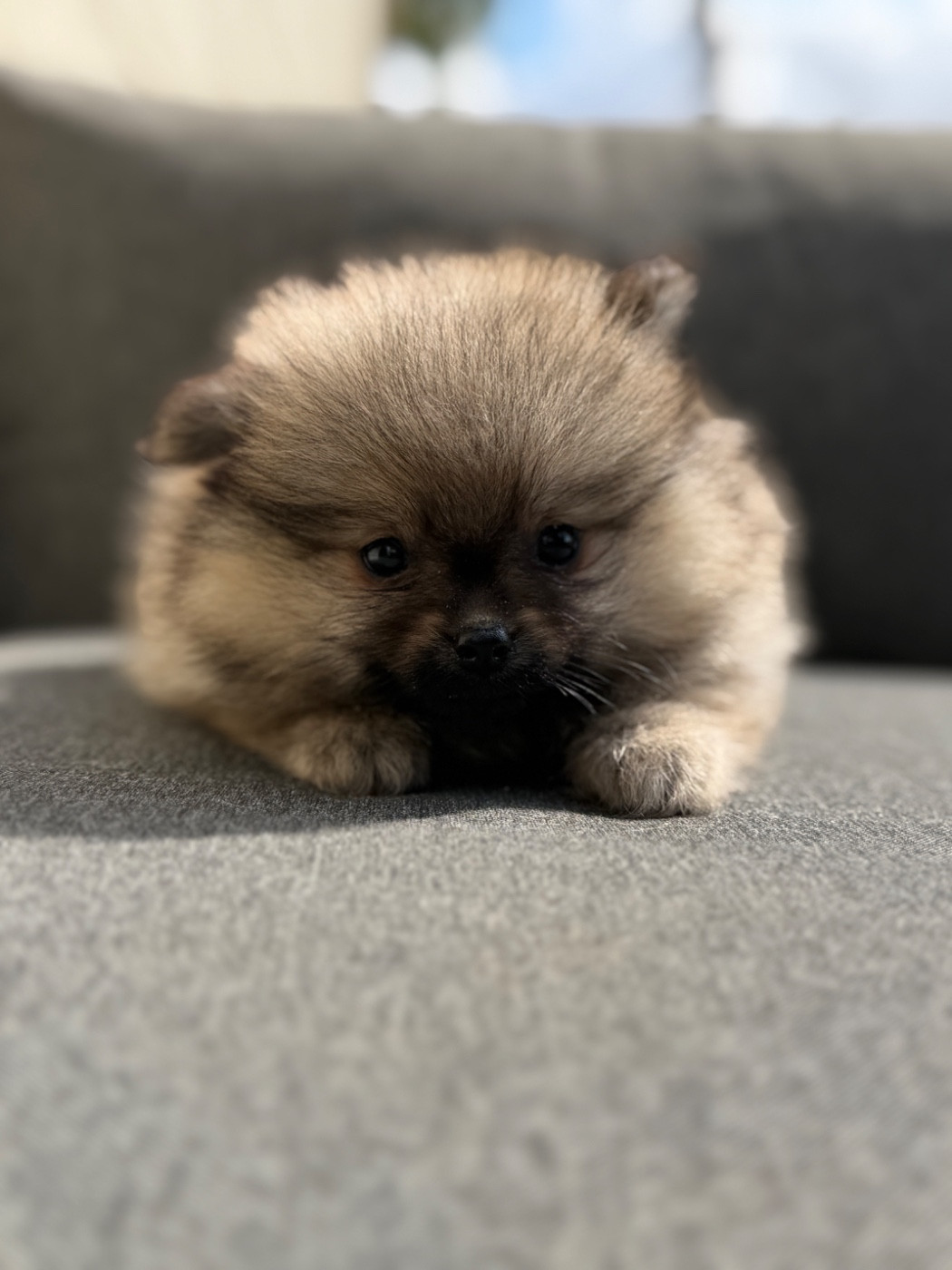du moulin de madjurie - Chiots disponibles - Spitz allemand