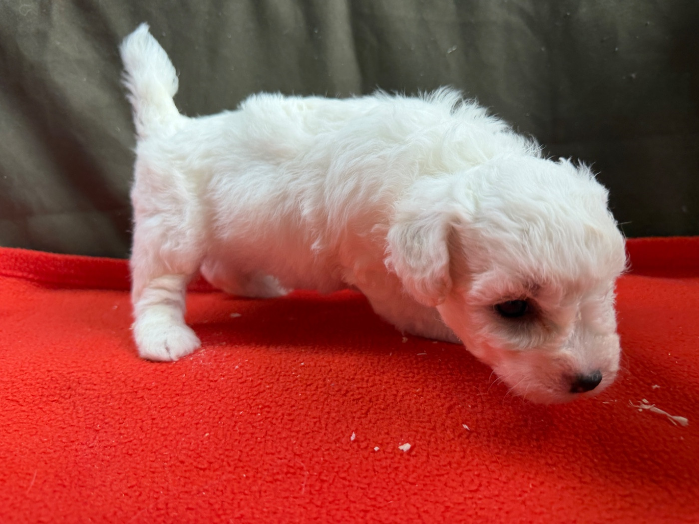 du moulin de madjurie - Chiots disponibles - Bichon Frise