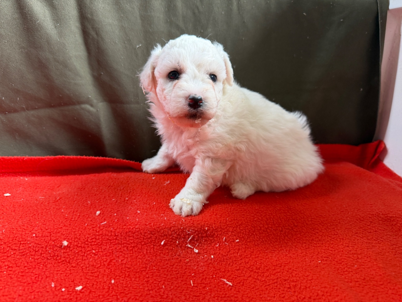 du moulin de madjurie - Chiots disponibles - Bichon Frise