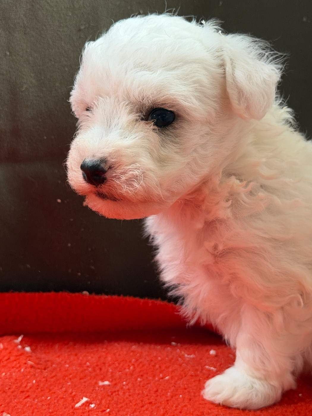 du moulin de madjurie - Chiots disponibles - Bichon Frise