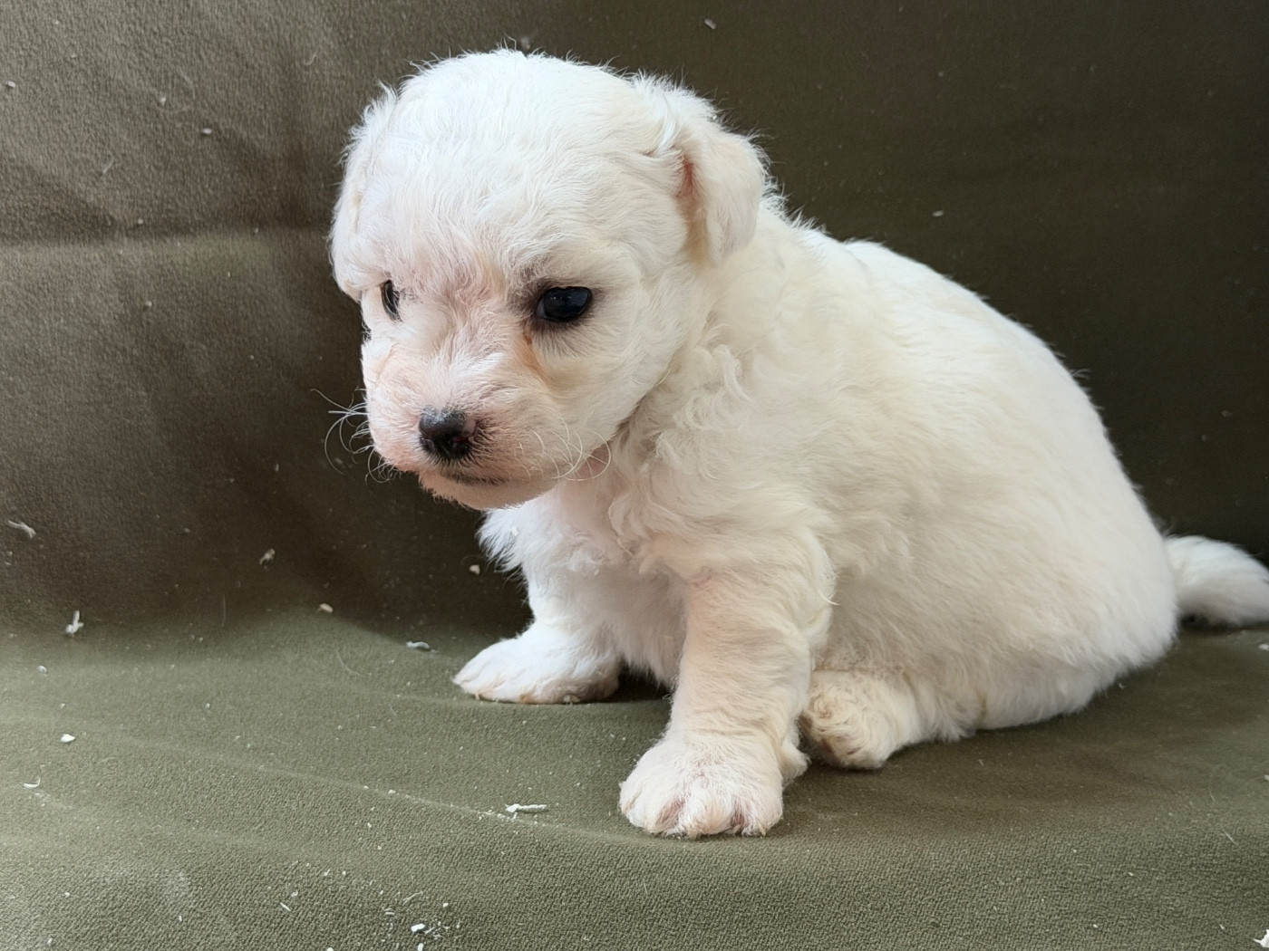 du moulin de madjurie - Chiots disponibles - Bichon Frise