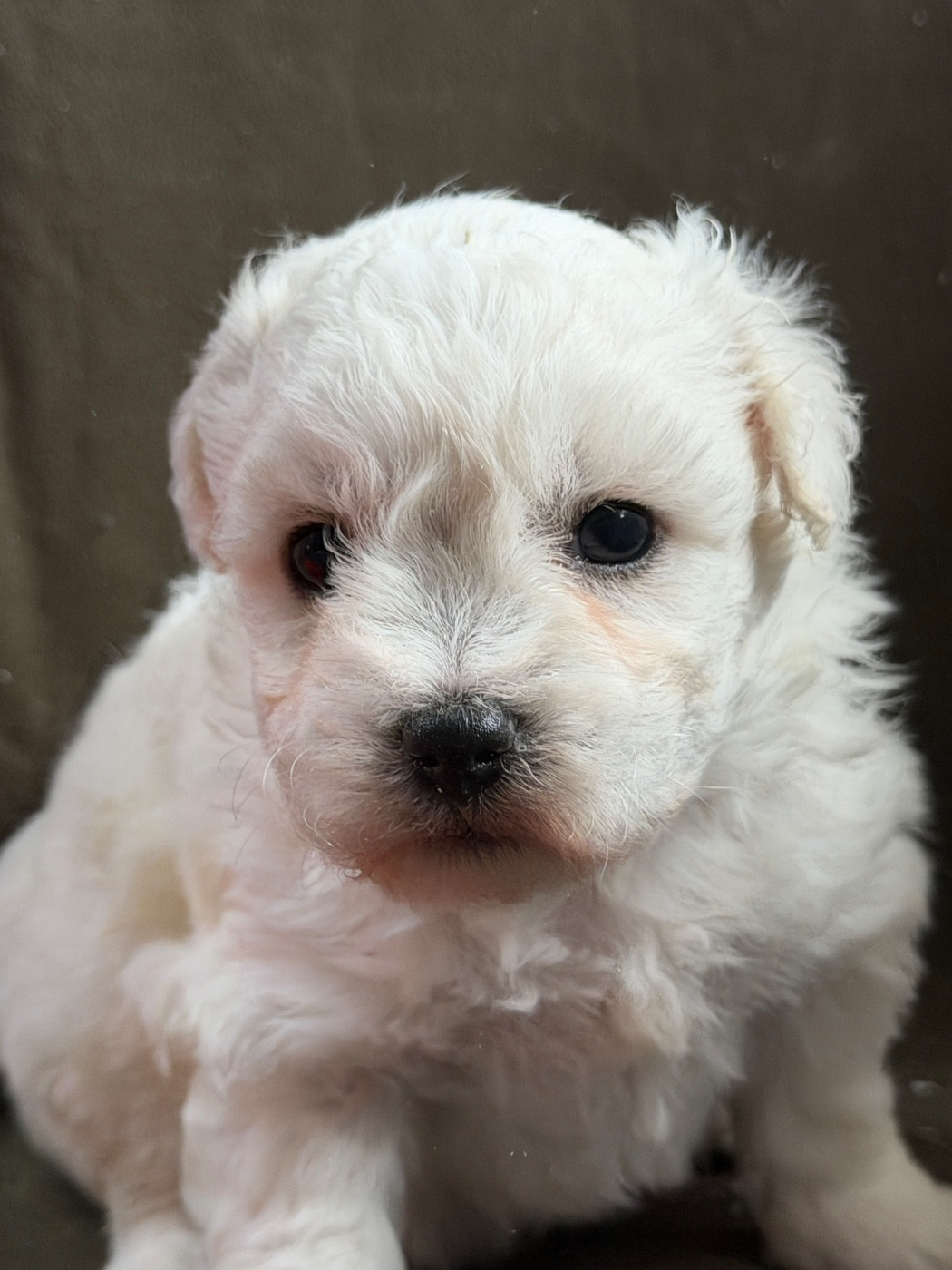 du moulin de madjurie - Chiots disponibles - Bichon Frise