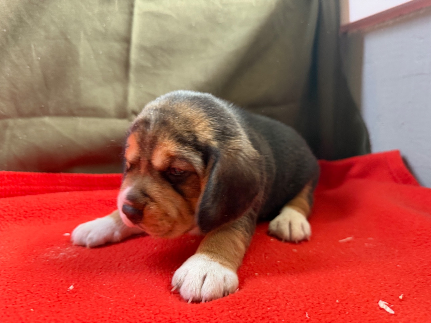 du moulin de madjurie - Chiots disponibles - Beagle