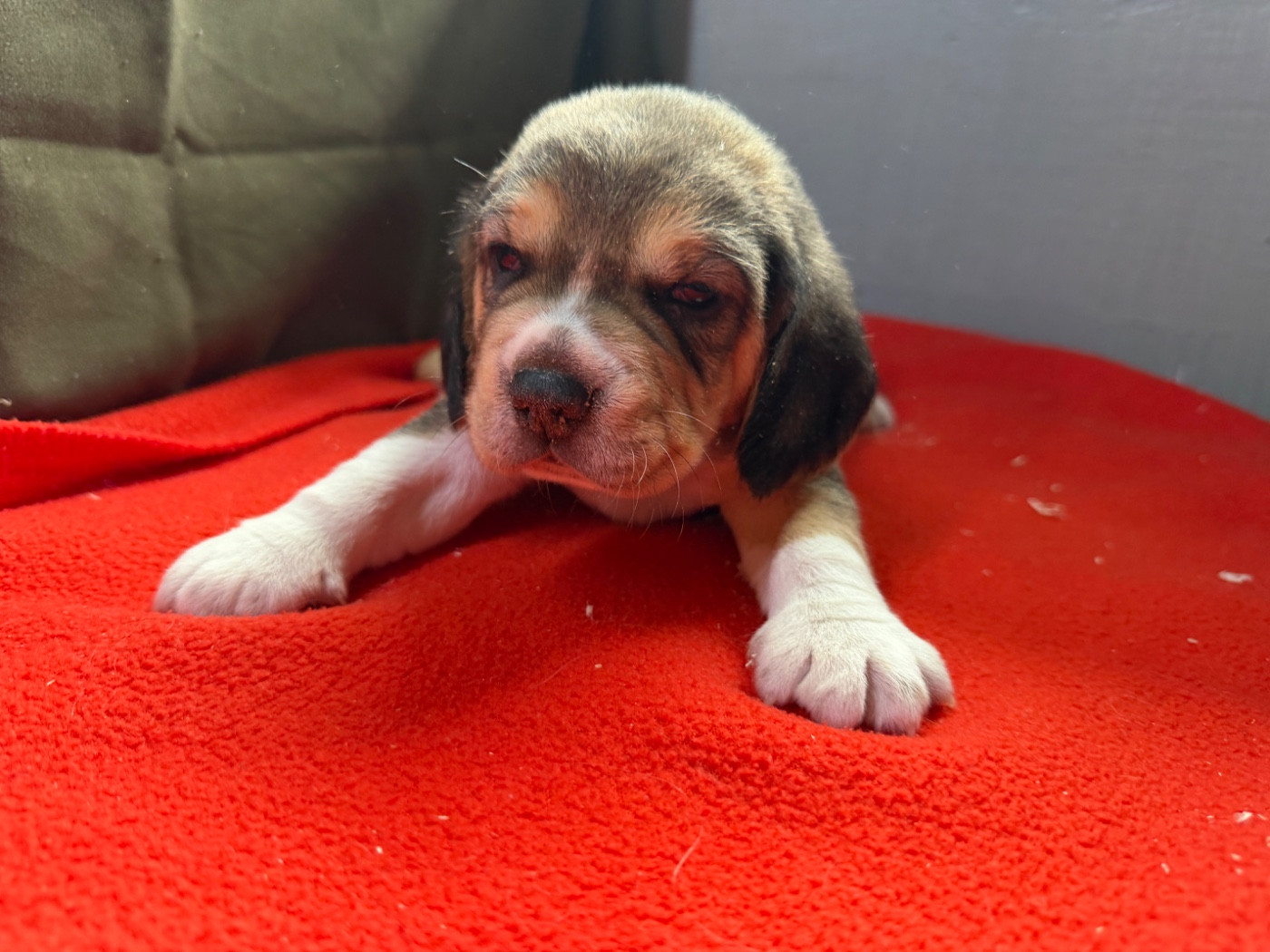 du moulin de madjurie - Chiots disponibles - Beagle