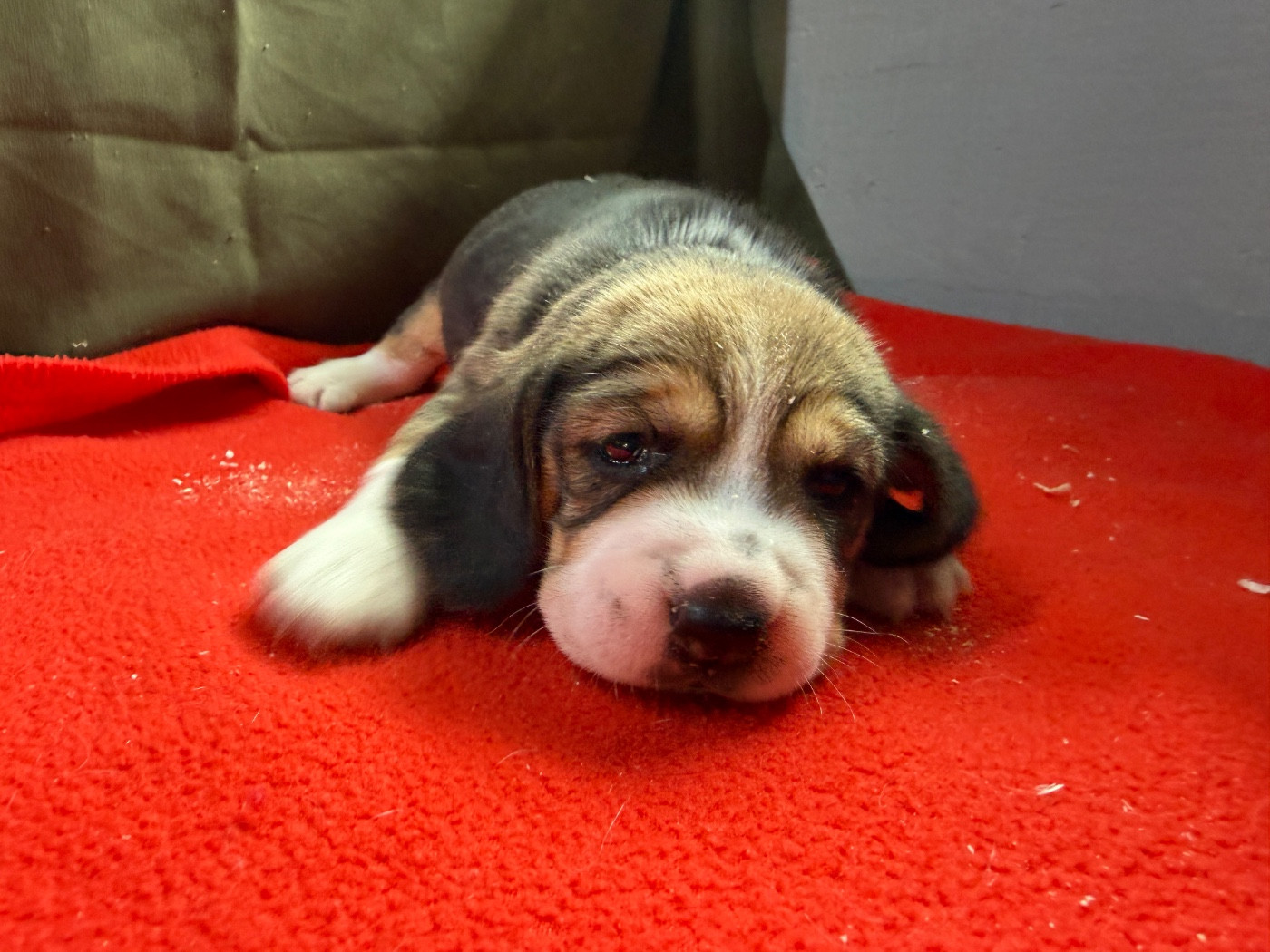 du moulin de madjurie - Chiots disponibles - Beagle
