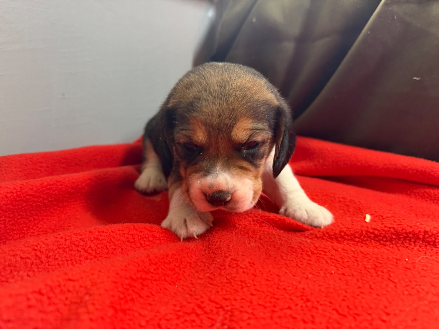 du moulin de madjurie - Chiots disponibles - Beagle