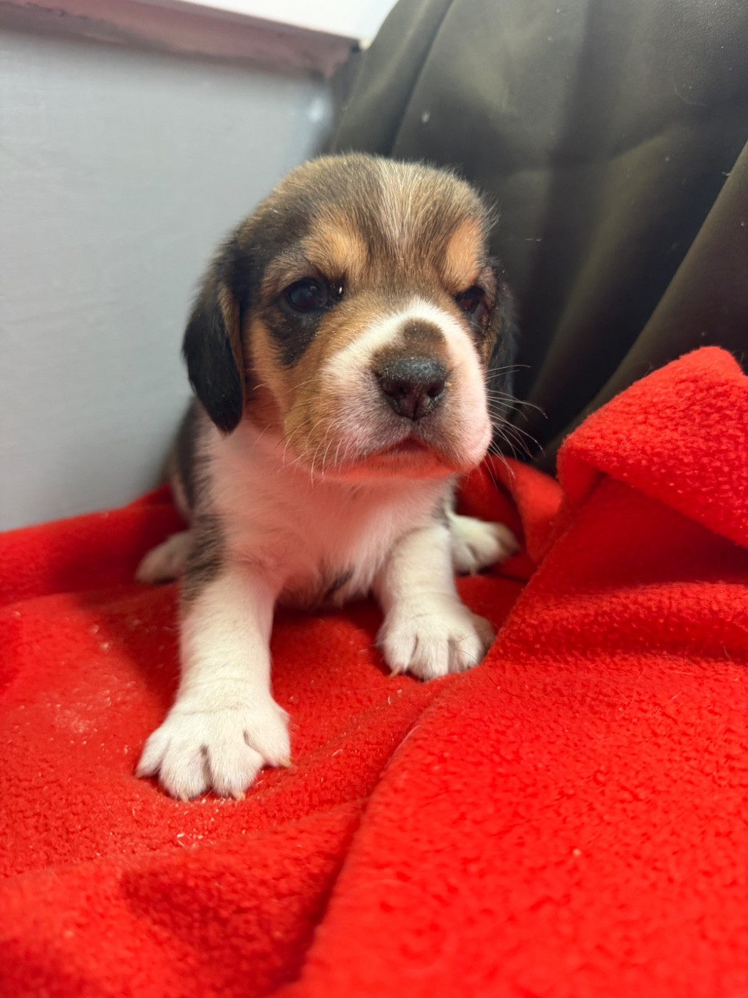 du moulin de madjurie - Chiots disponibles - Beagle