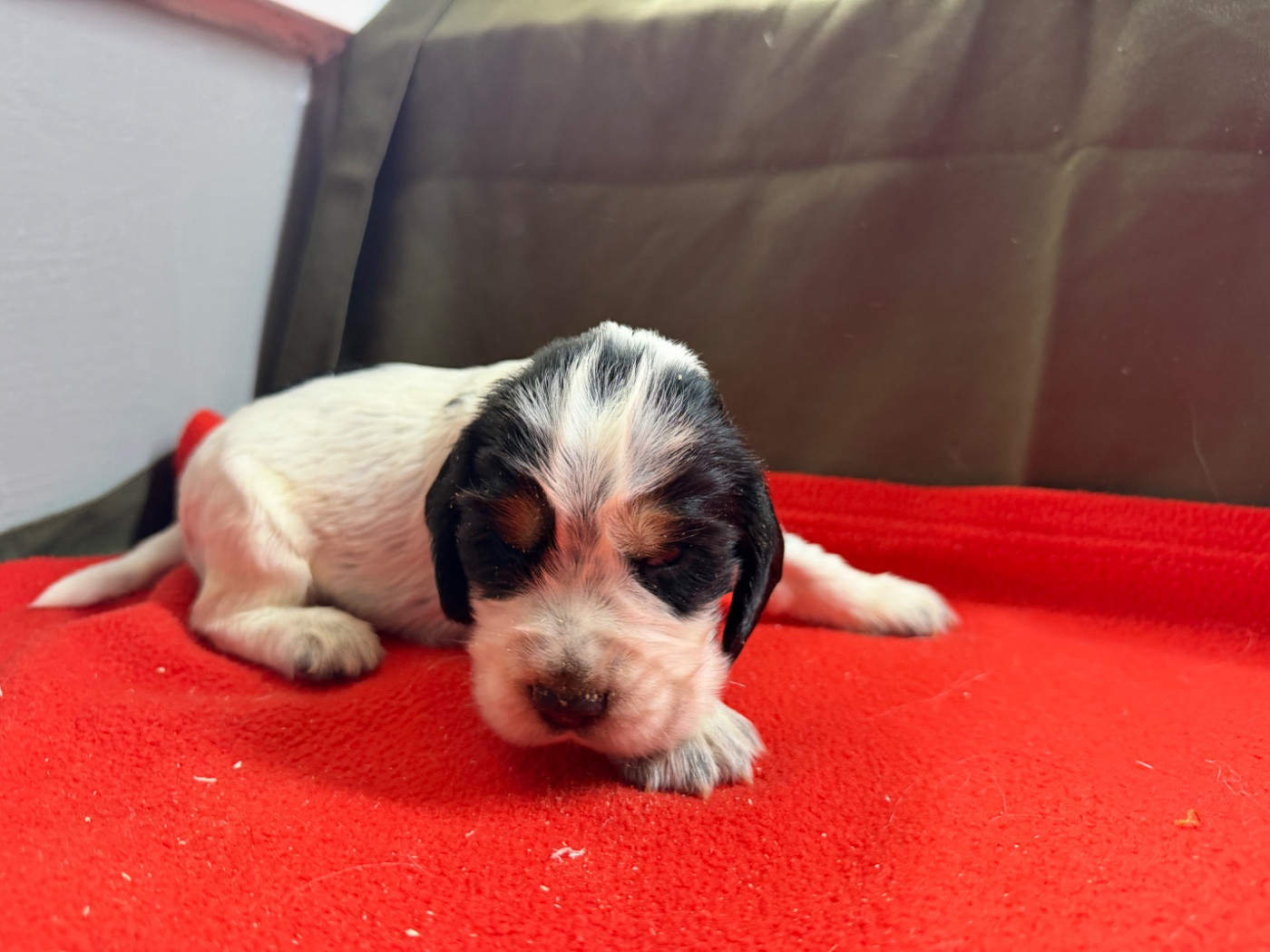 du moulin de madjurie - Chiots disponibles - Cocker Spaniel Anglais