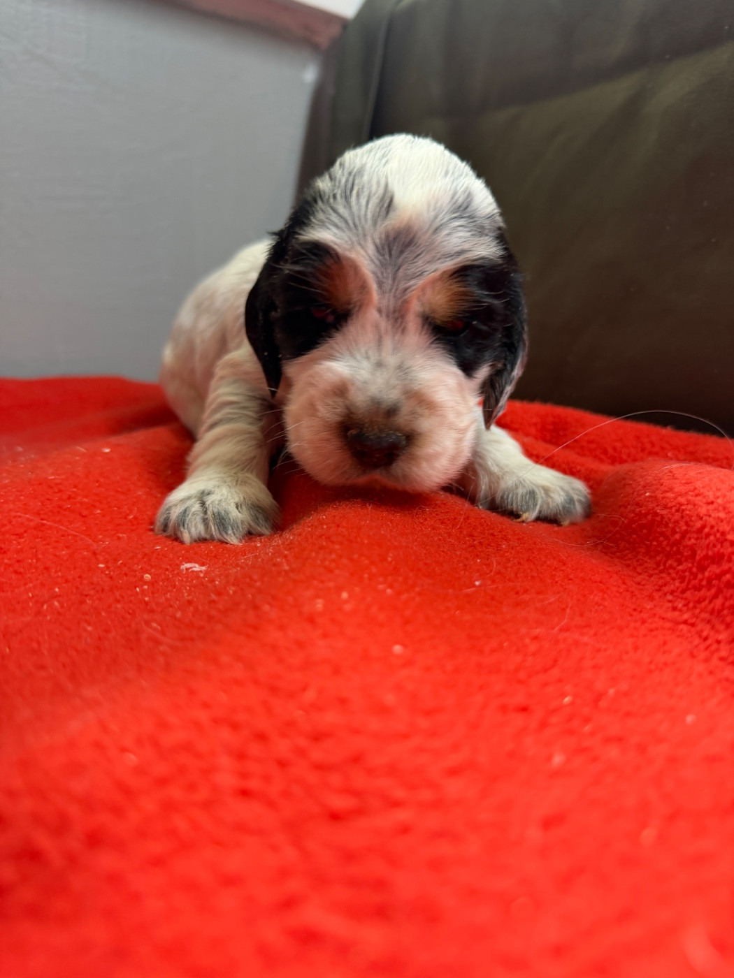 du moulin de madjurie - Chiots disponibles - Cocker Spaniel Anglais