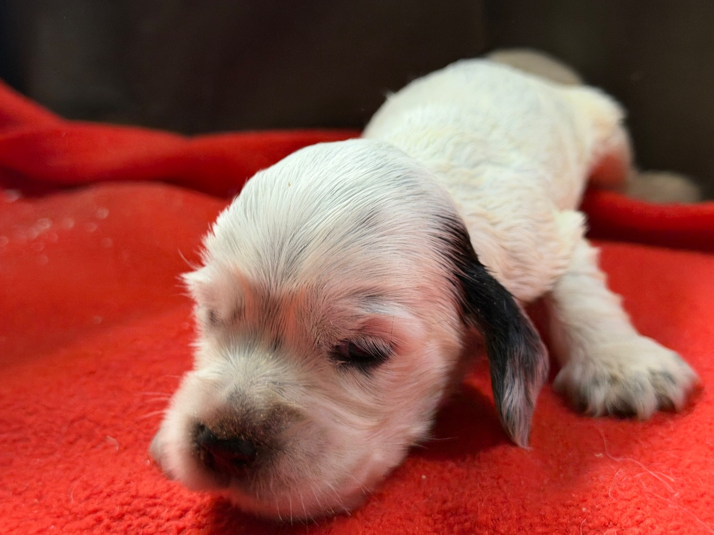 du moulin de madjurie - Chiots disponibles - Cocker Spaniel Anglais