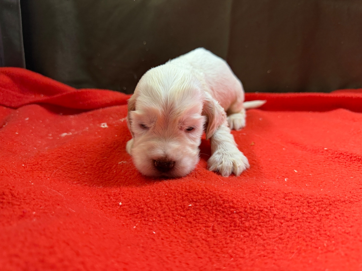 du moulin de madjurie - Chiots disponibles - Cocker Spaniel Anglais