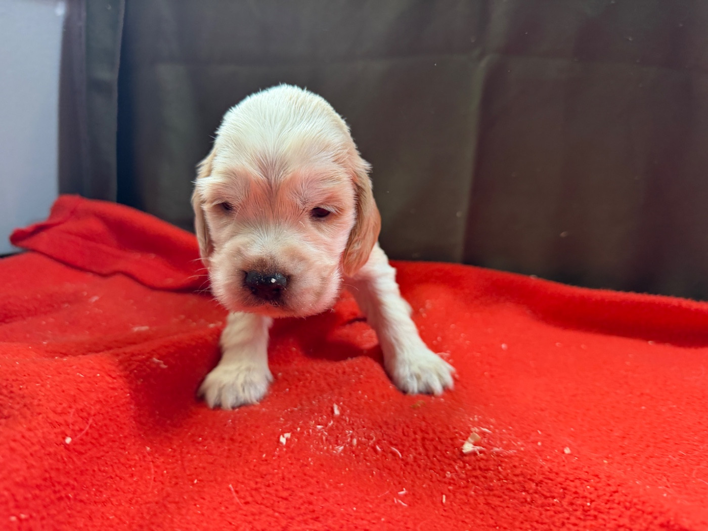 du moulin de madjurie - Chiots disponibles - Cocker Spaniel Anglais