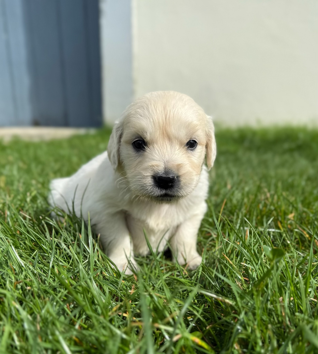 du moulin de madjurie - Chiots disponibles - Golden Retriever