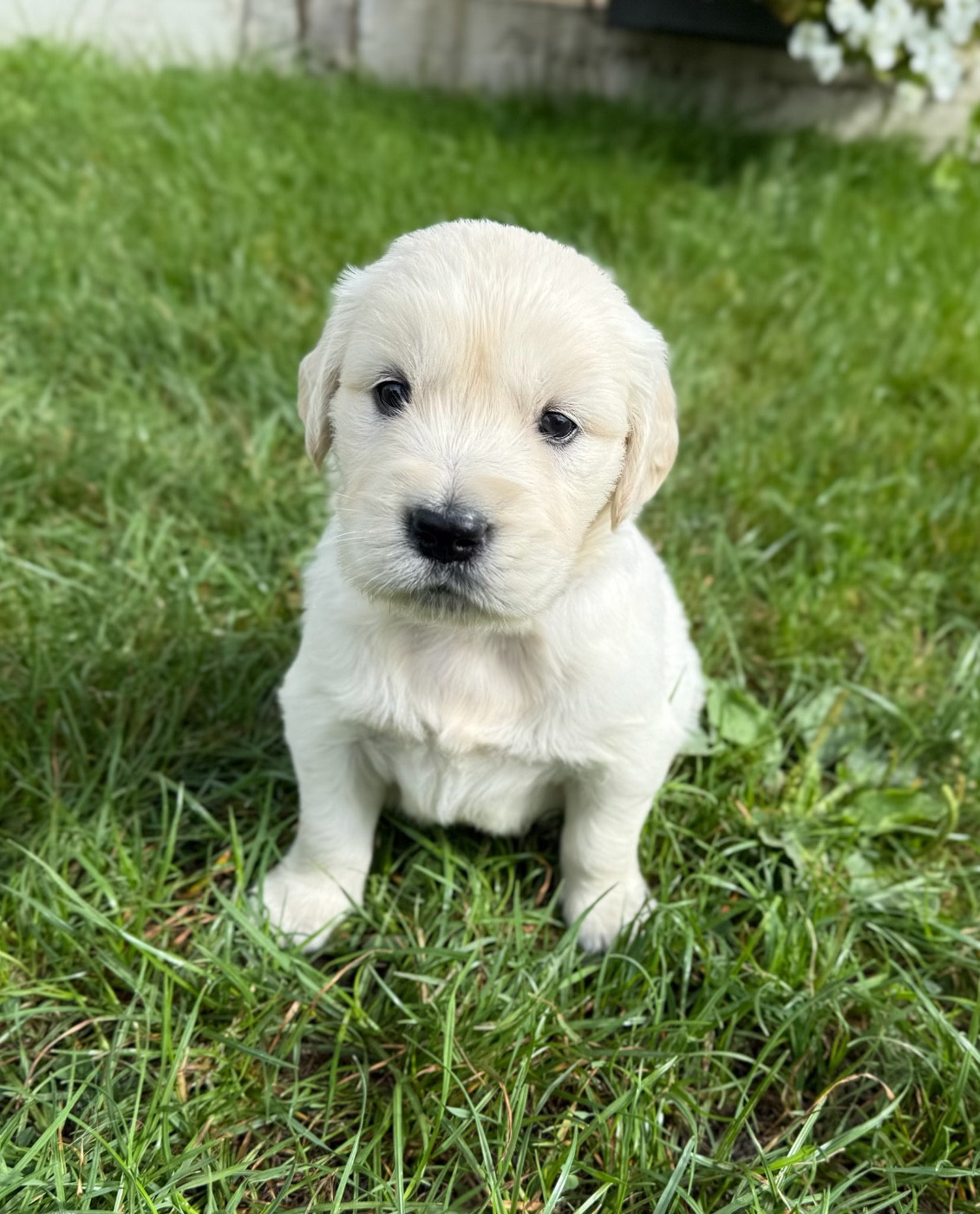 du moulin de madjurie - Chiots disponibles - Golden Retriever