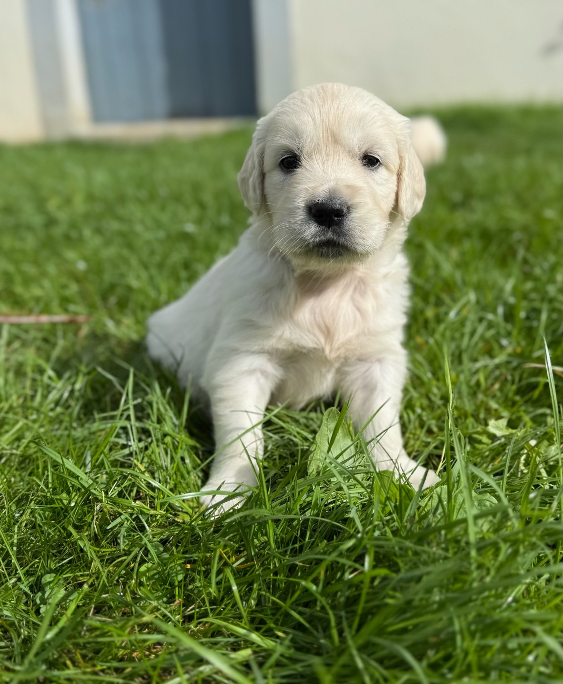 du moulin de madjurie - Chiots disponibles - Golden Retriever