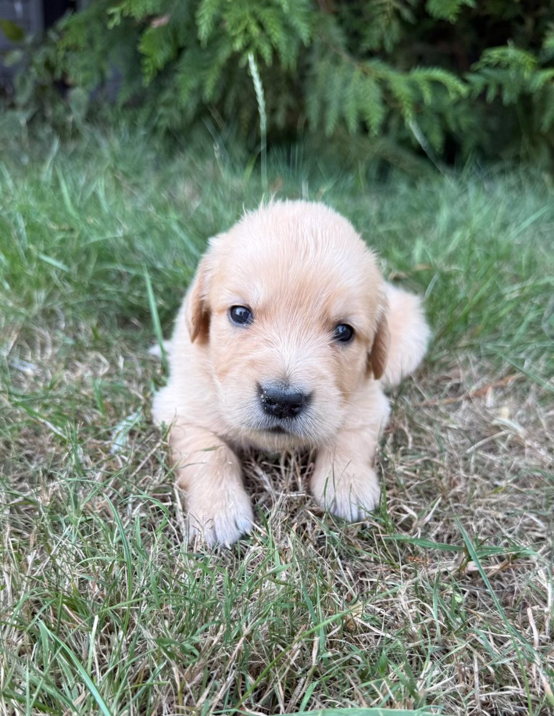 du moulin de madjurie - Chiots disponibles - Golden Retriever
