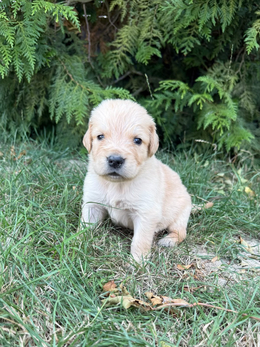 du moulin de madjurie - Chiots disponibles - Golden Retriever
