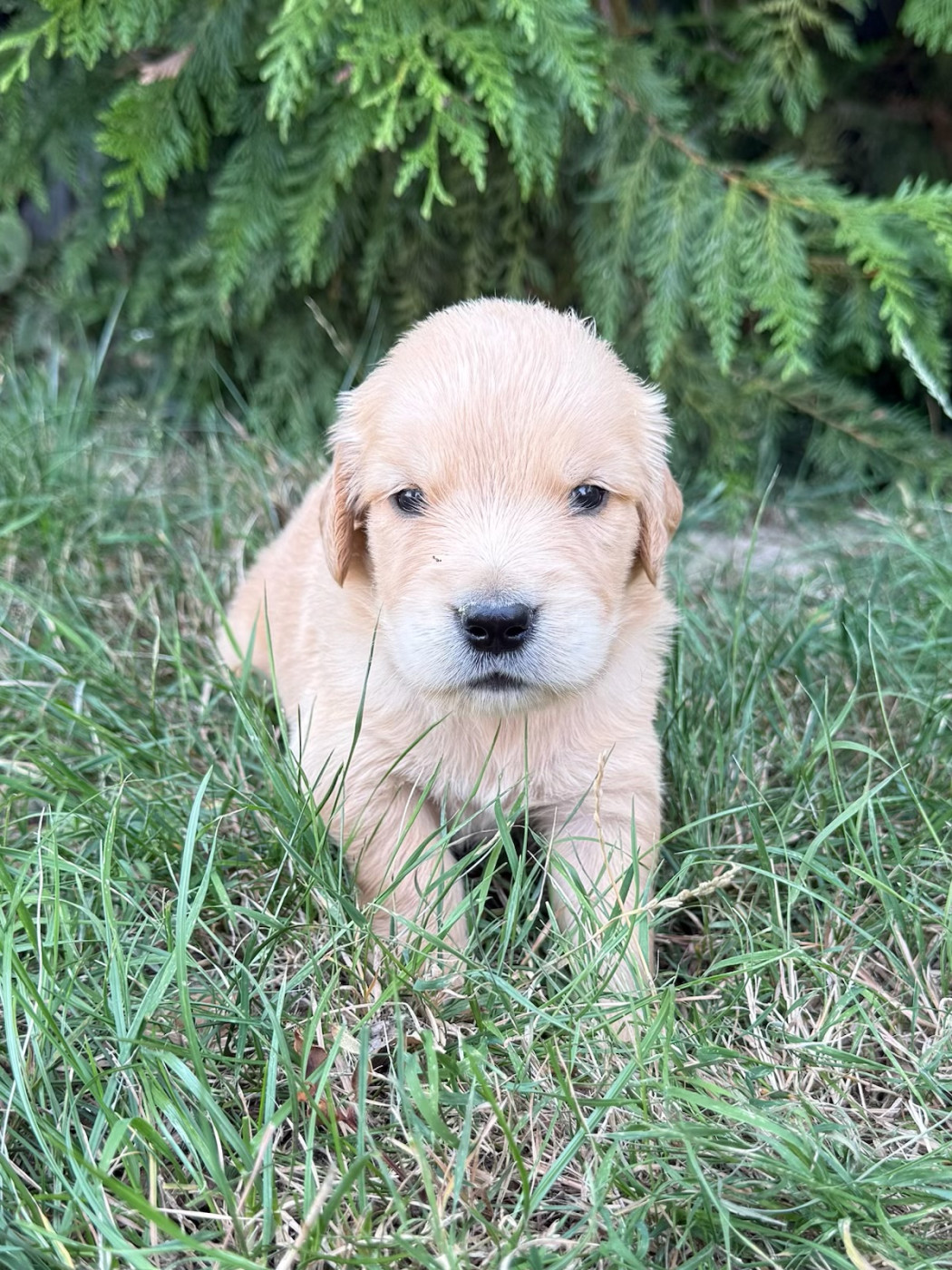 du moulin de madjurie - Chiots disponibles - Golden Retriever