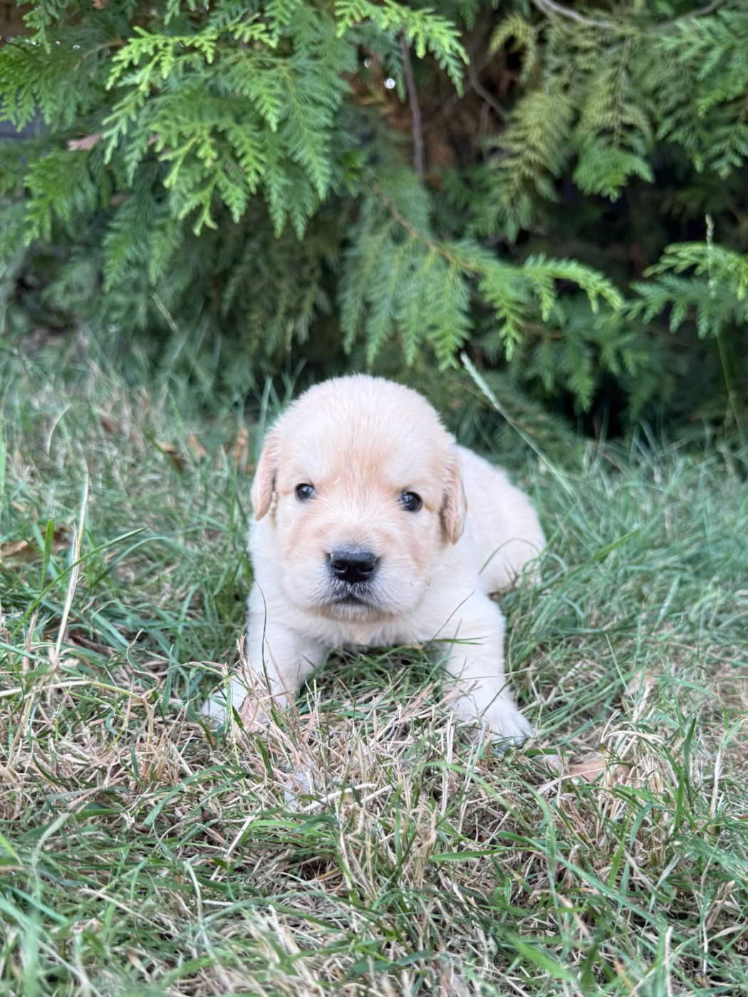 du moulin de madjurie - Chiots disponibles - Golden Retriever